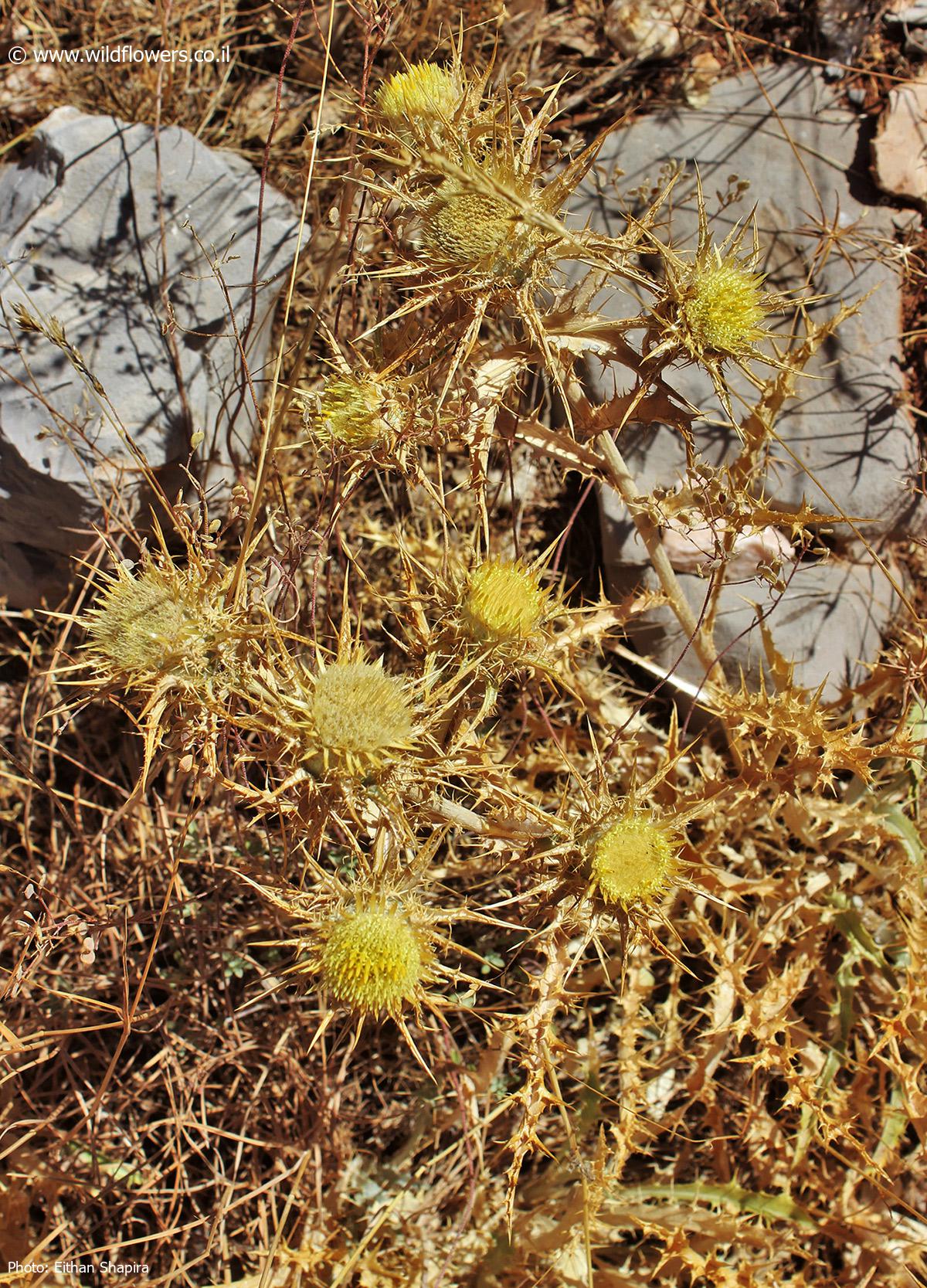 Carlina frigida