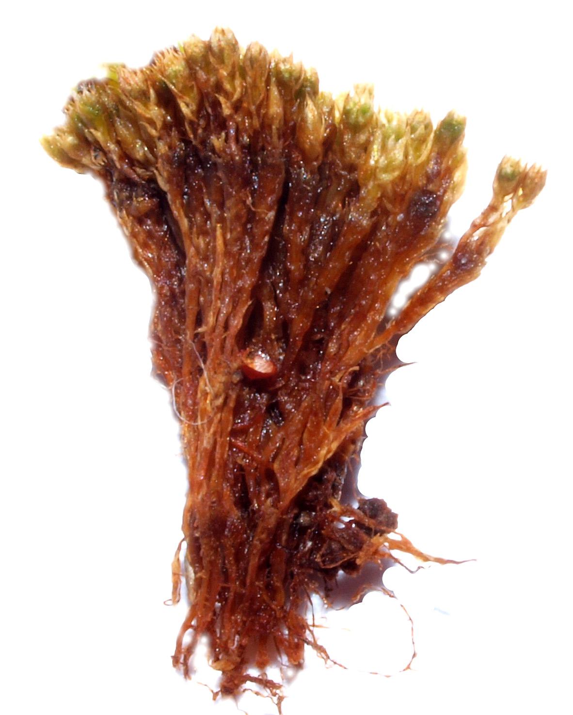 Bryum  kunzei 