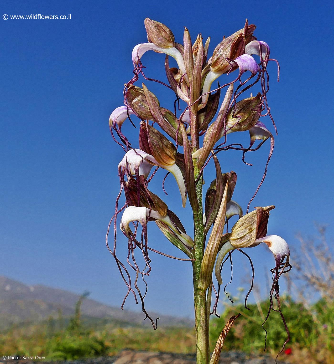 Himantoglossum comperianum