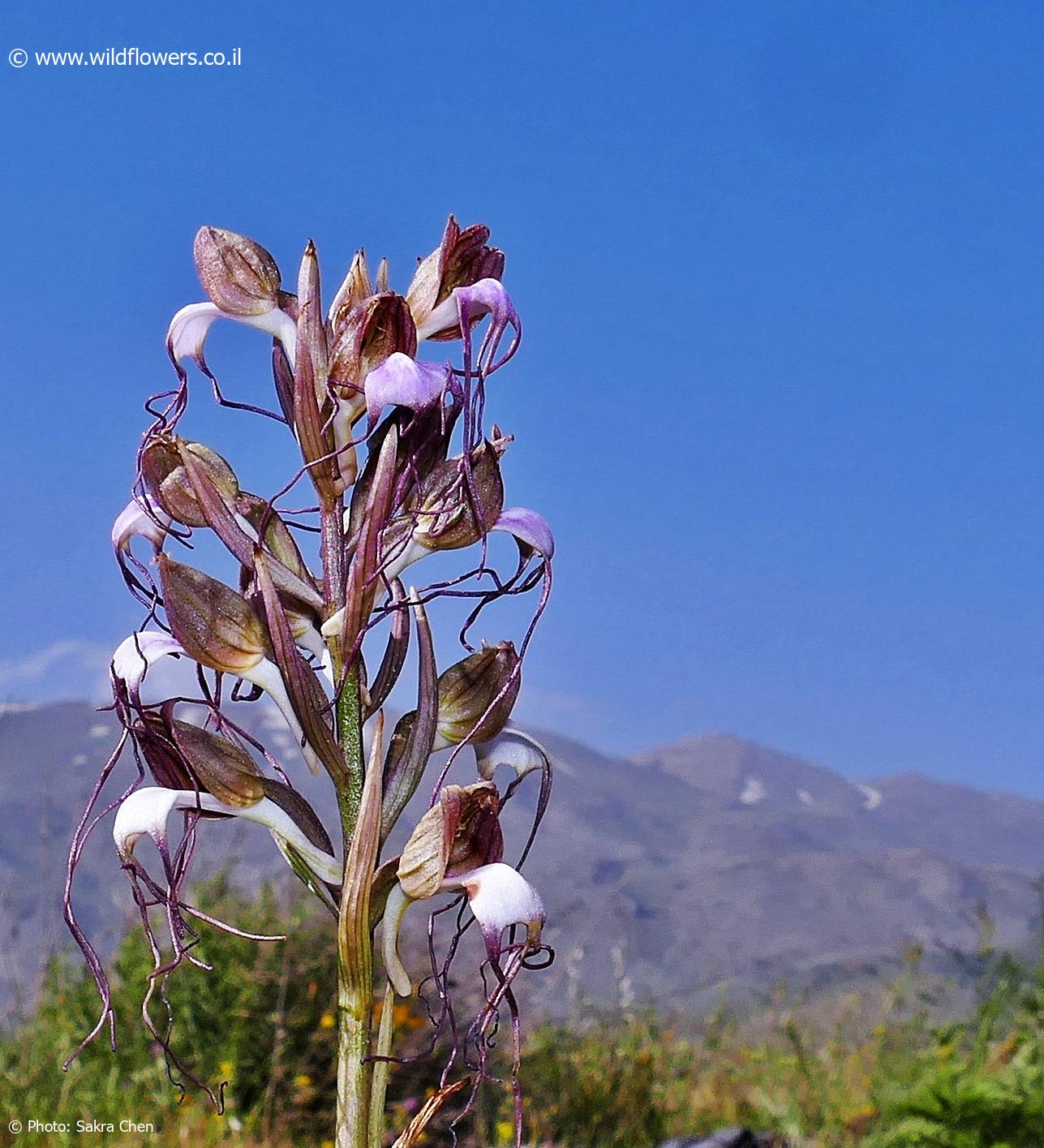 Himantoglossum comperianum