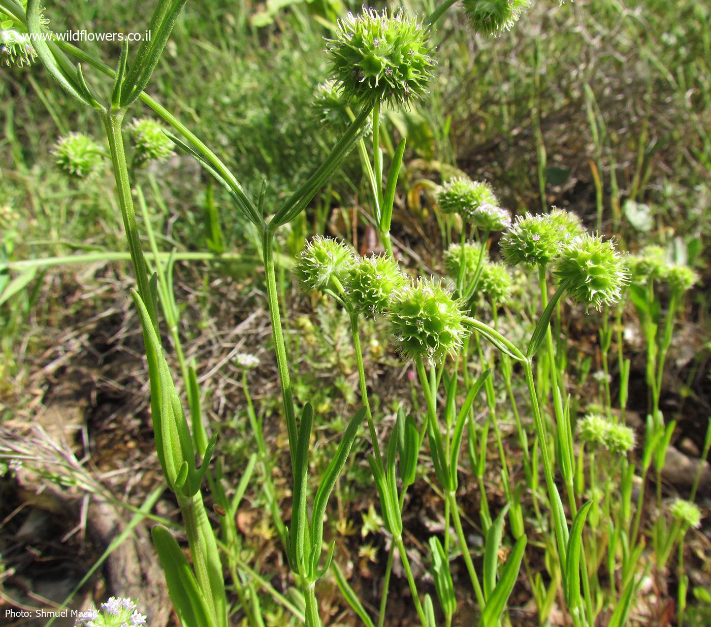 Valerianella coronata