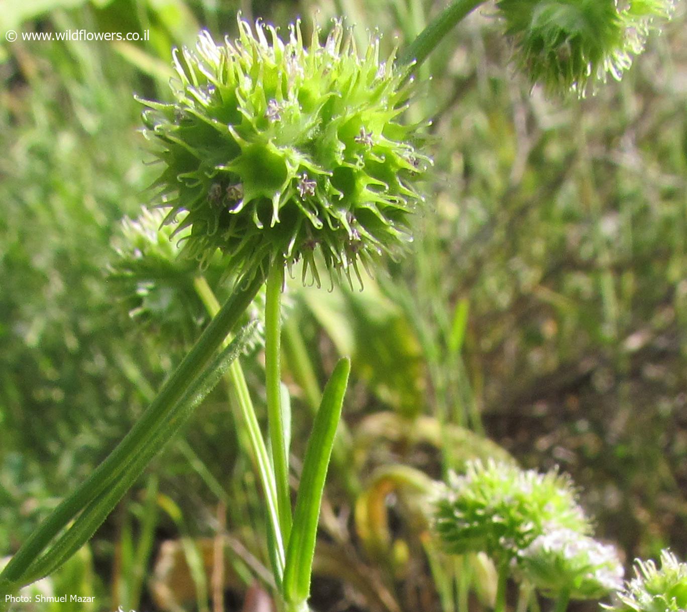 Valerianella coronata