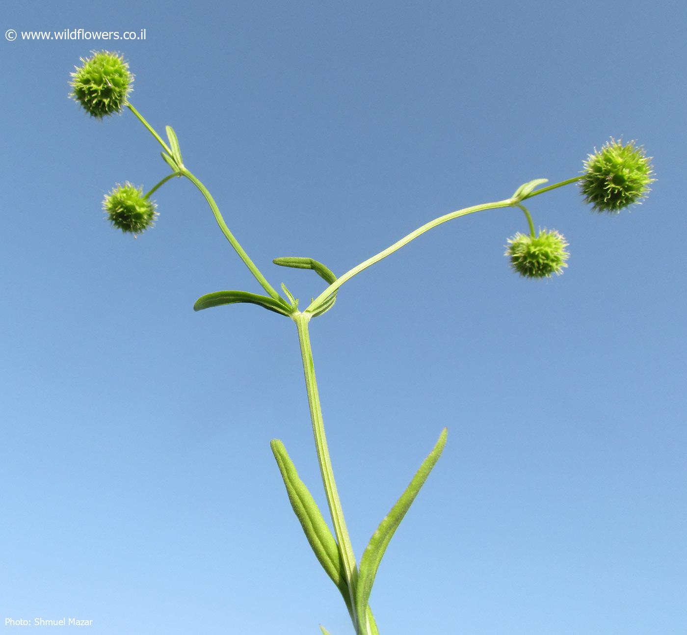 Valerianella coronata