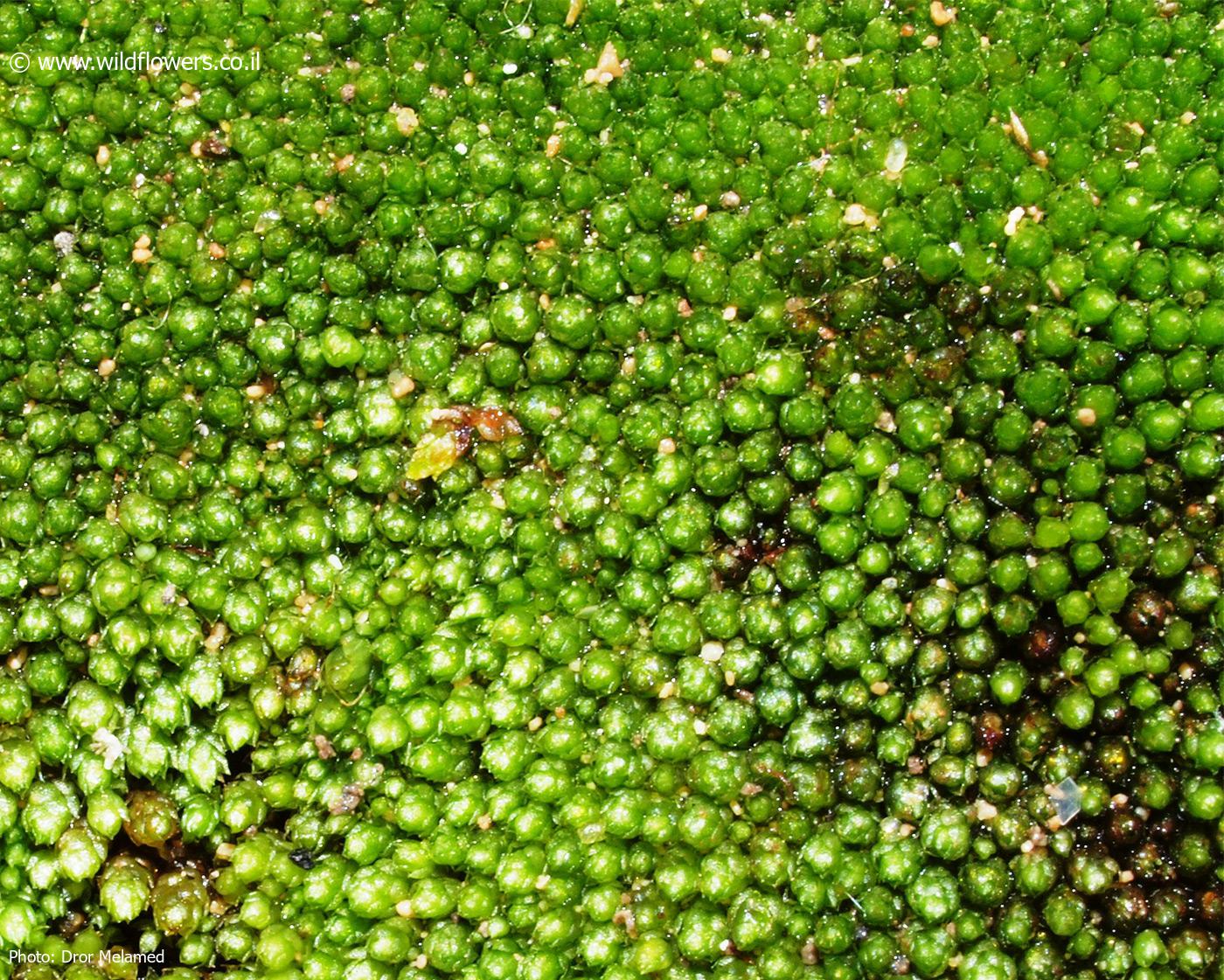 Bryum  muehlenbeckii