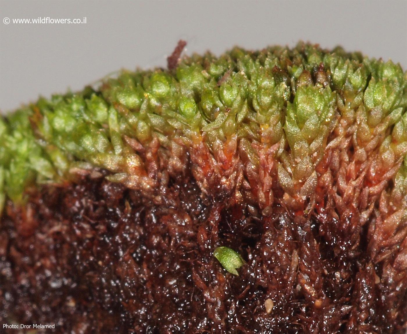 Bryum  muehlenbeckii