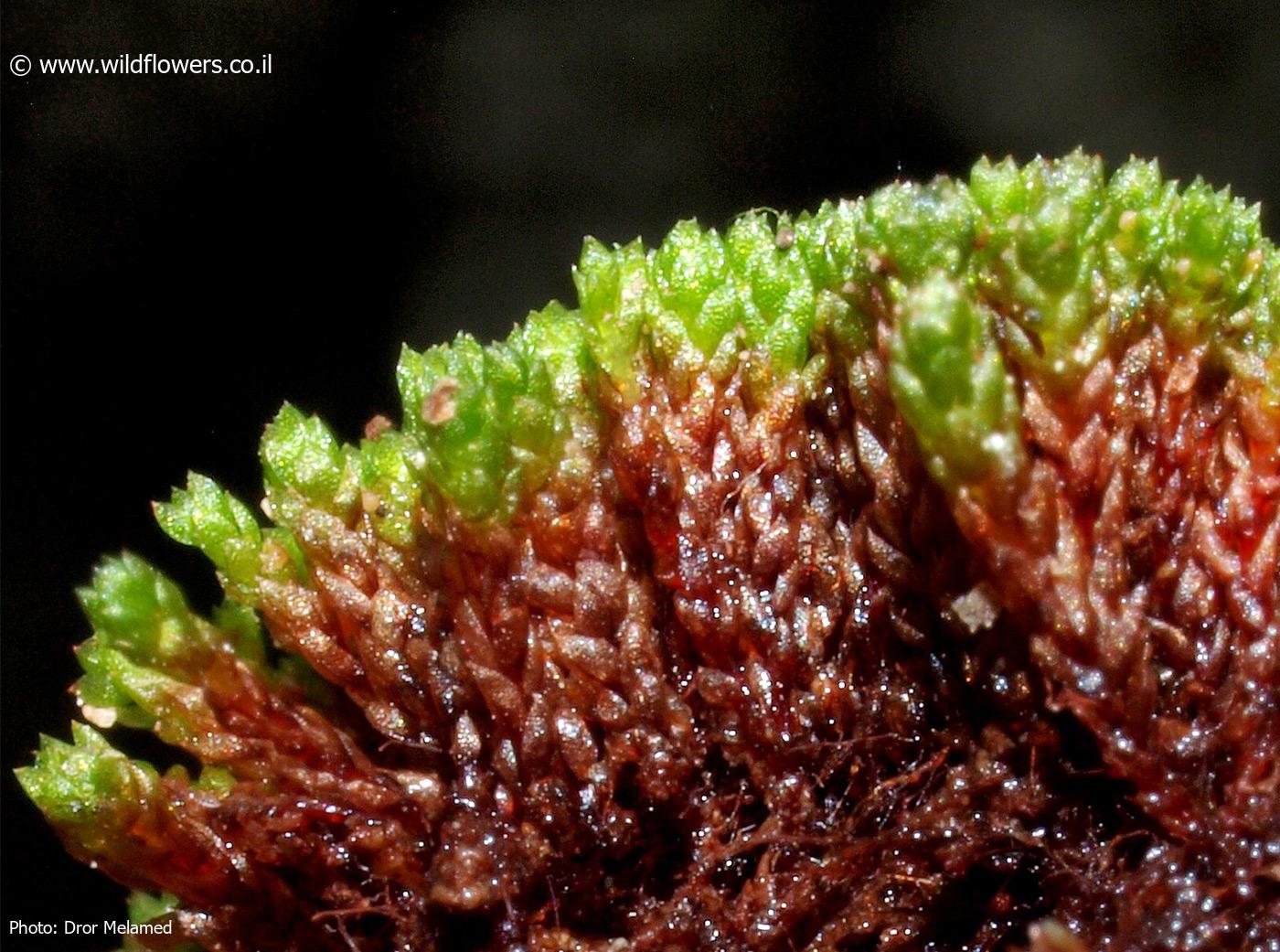 Bryum  muehlenbeckii