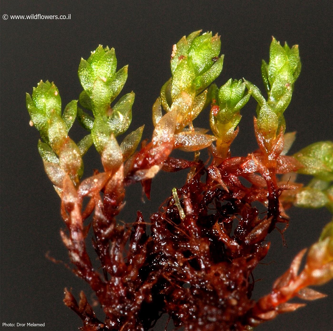 Bryum  muehlenbeckii