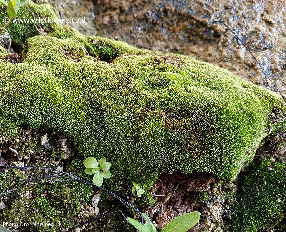 Bryum  muehlenbeckii