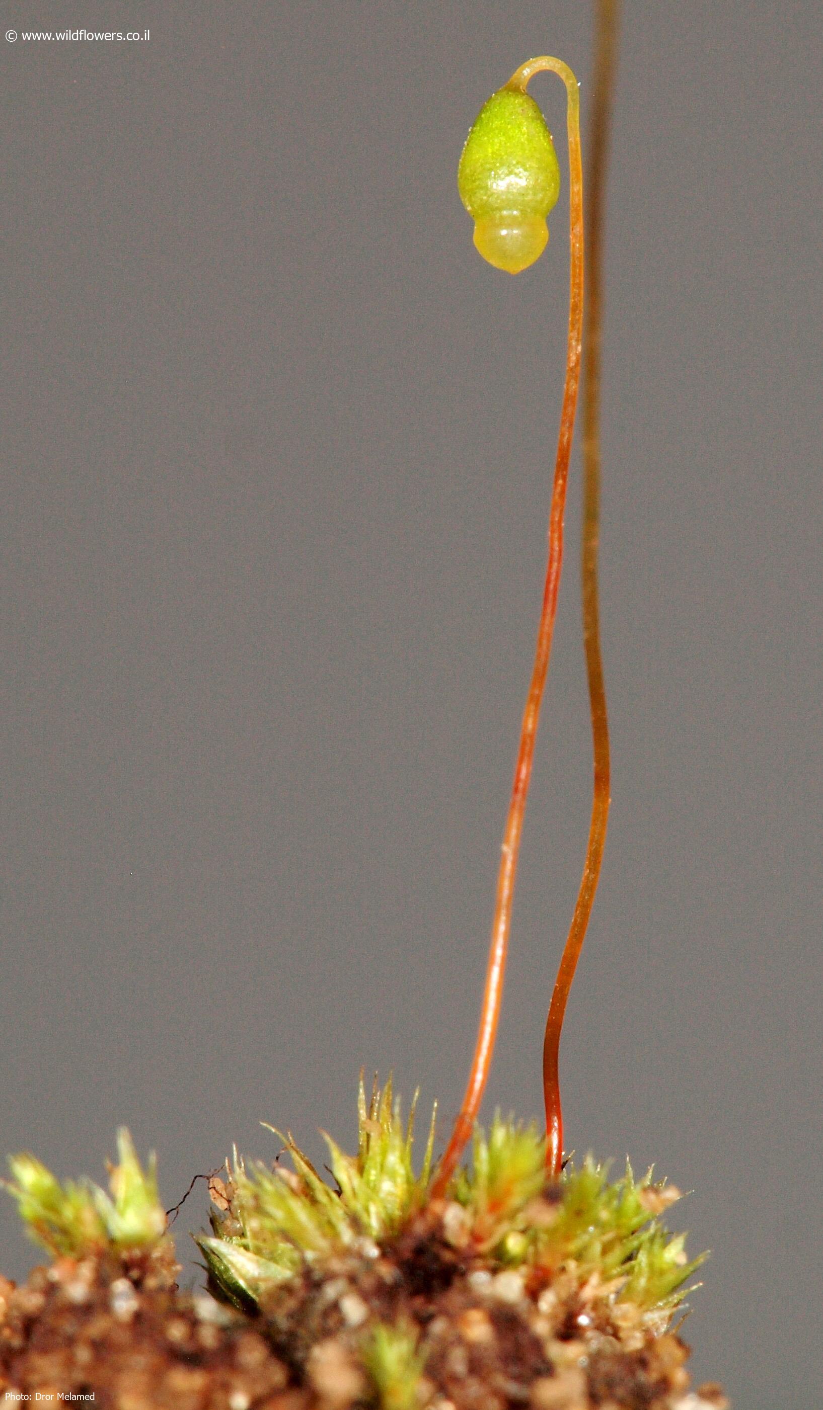 Bryum  caespiticium