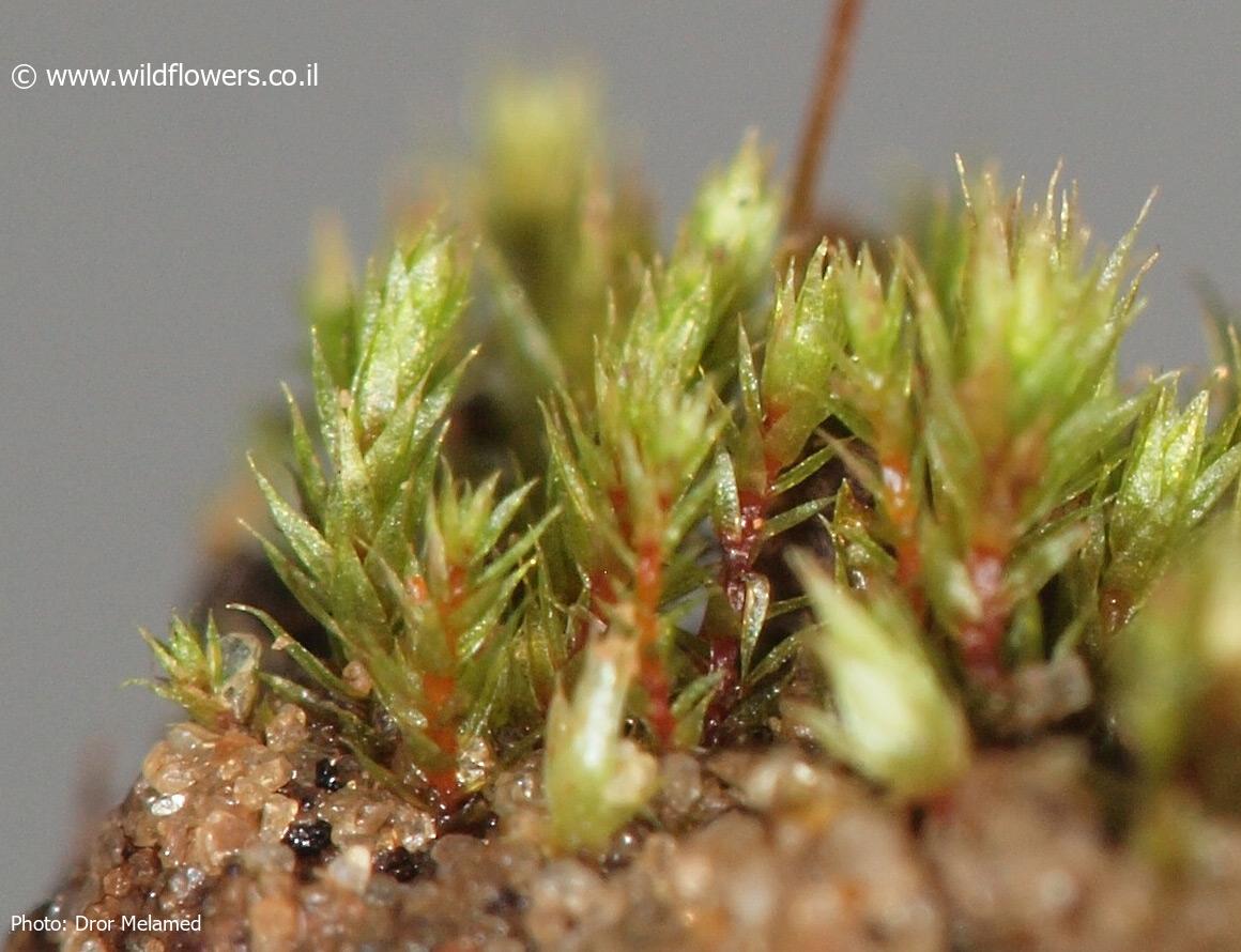 Bryum  caespiticium