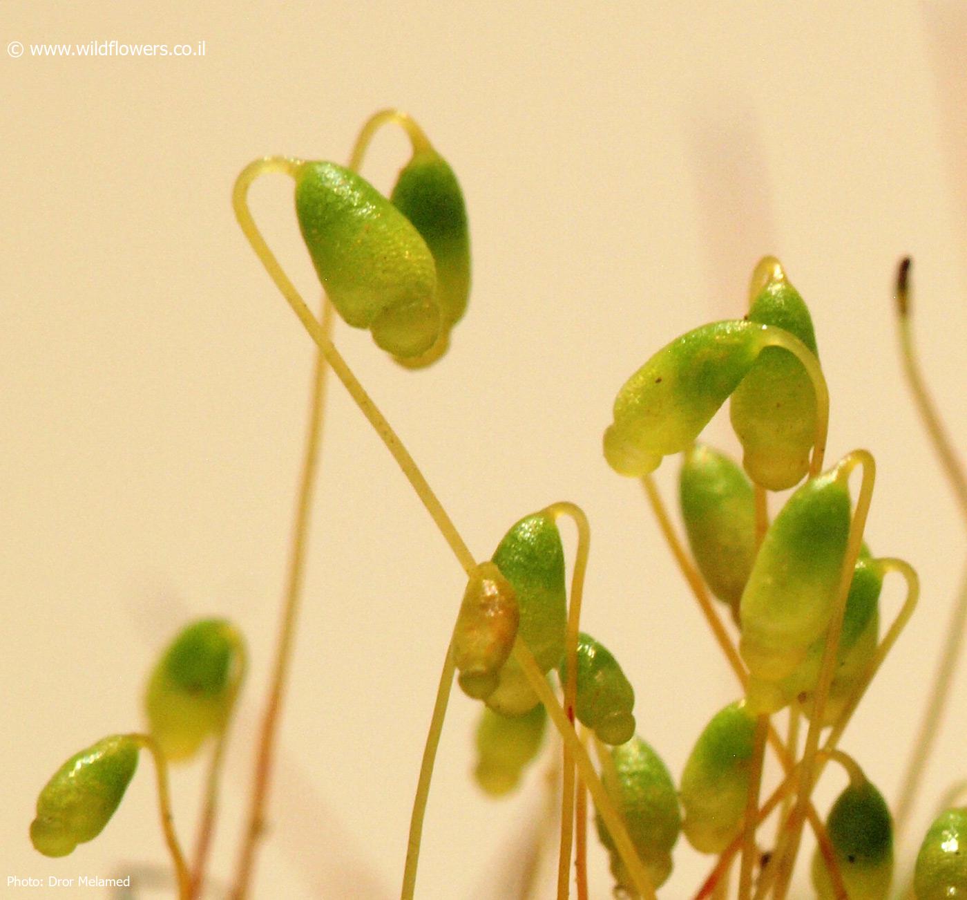 Bryum  caespiticium