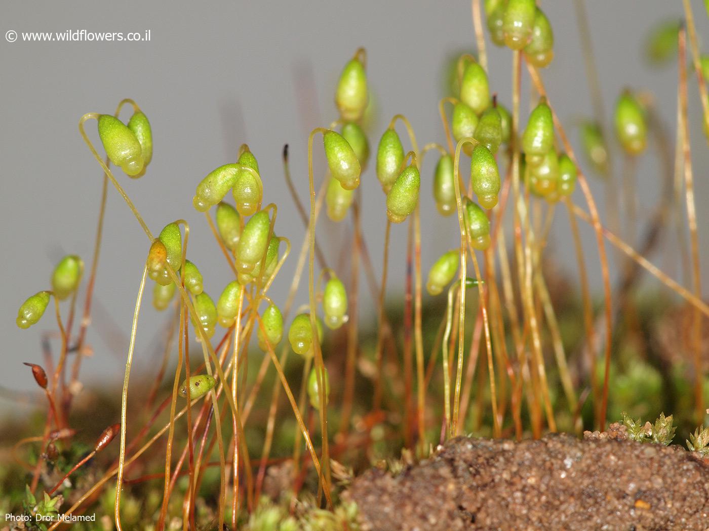 Bryum  caespiticium