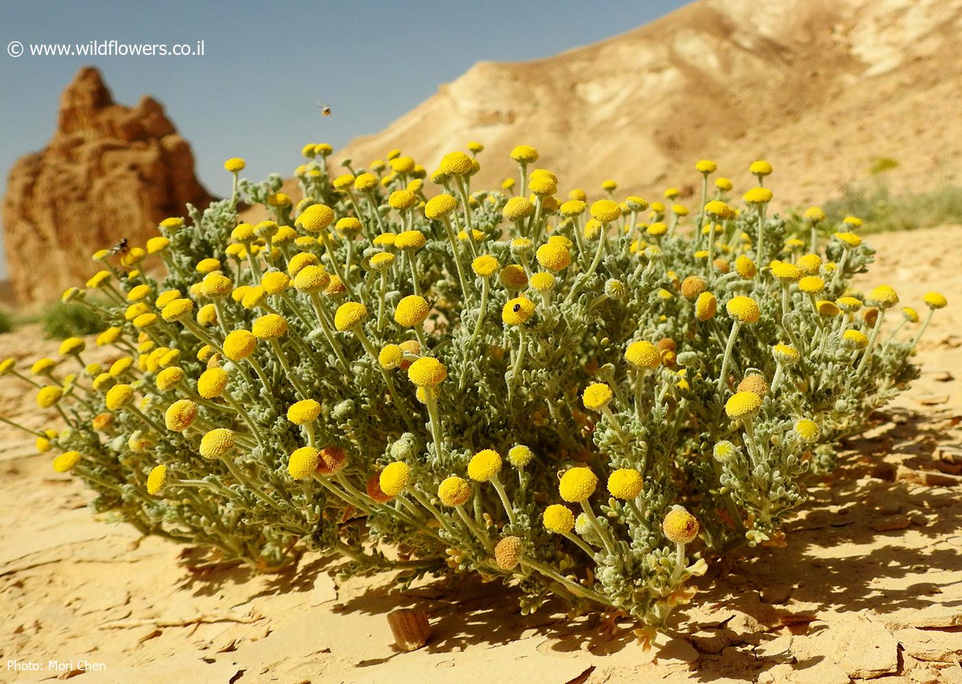 Cotula  anthemoides