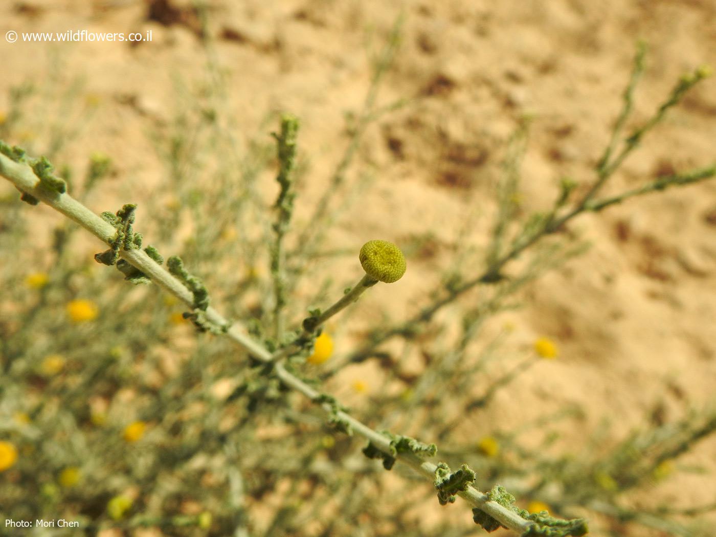 Cotula  anthemoides