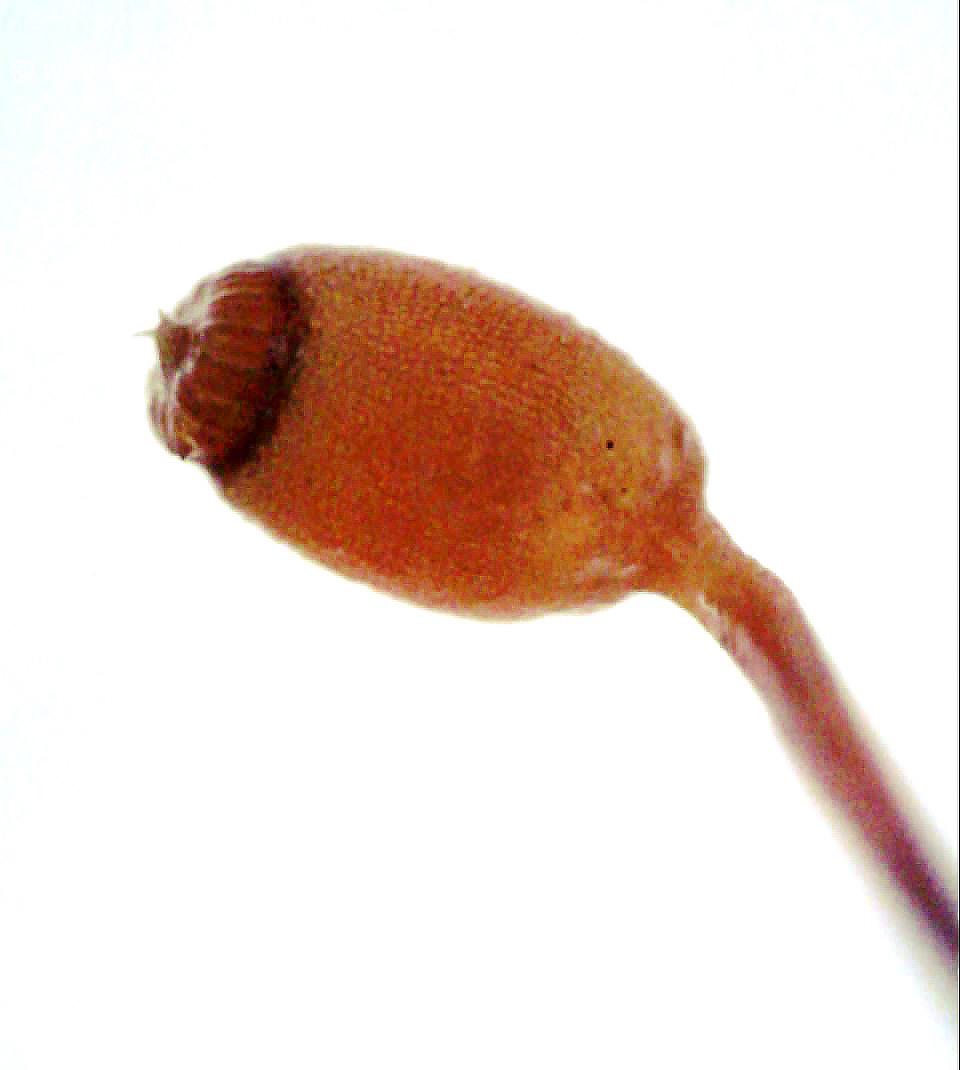 Rhynchostegiella  curviseta