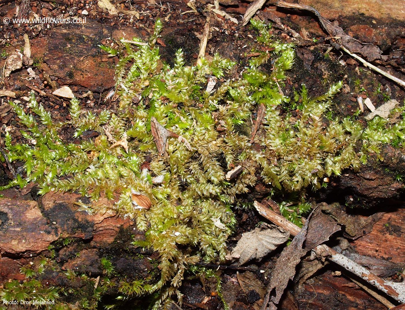 Rhynchostegium  confertum