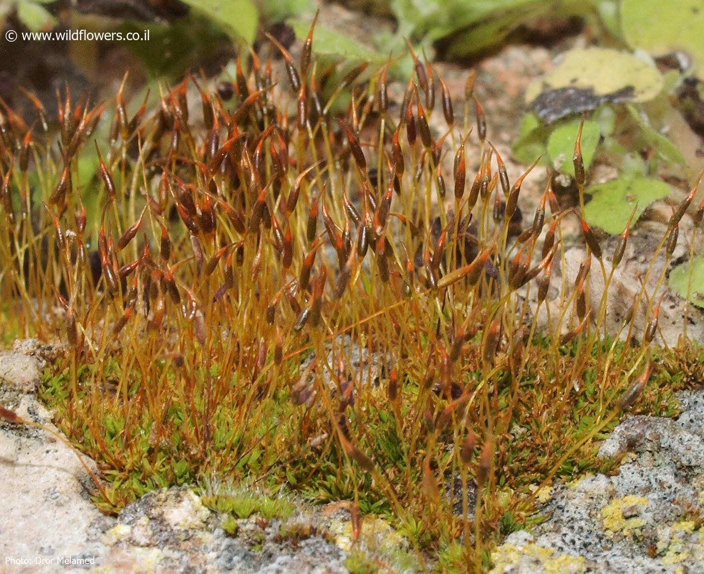 Tortula  marginata