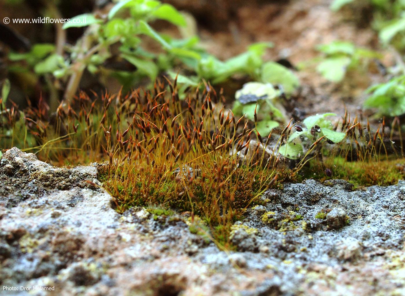 Tortula  marginata