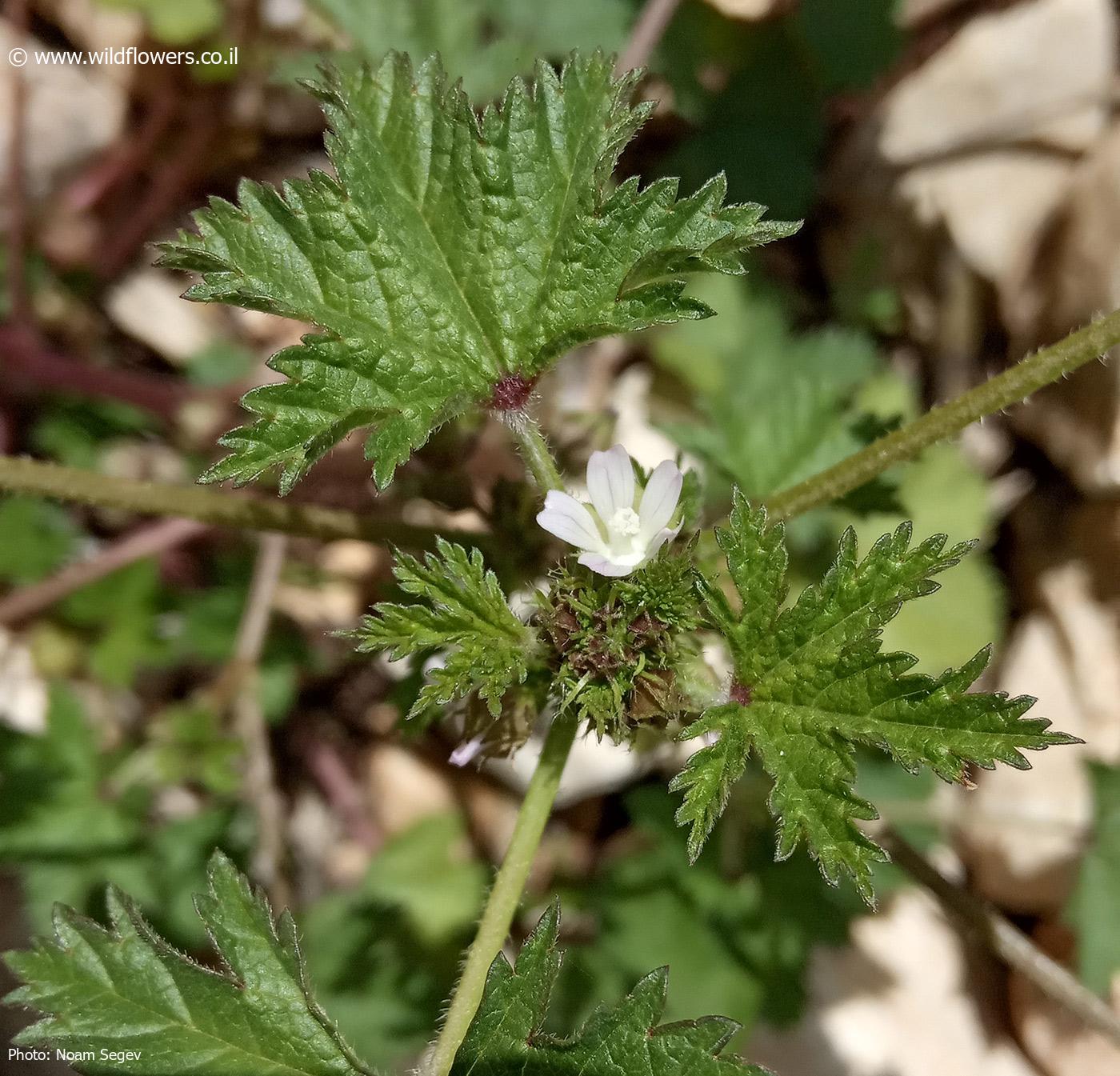 Malva oxyloba