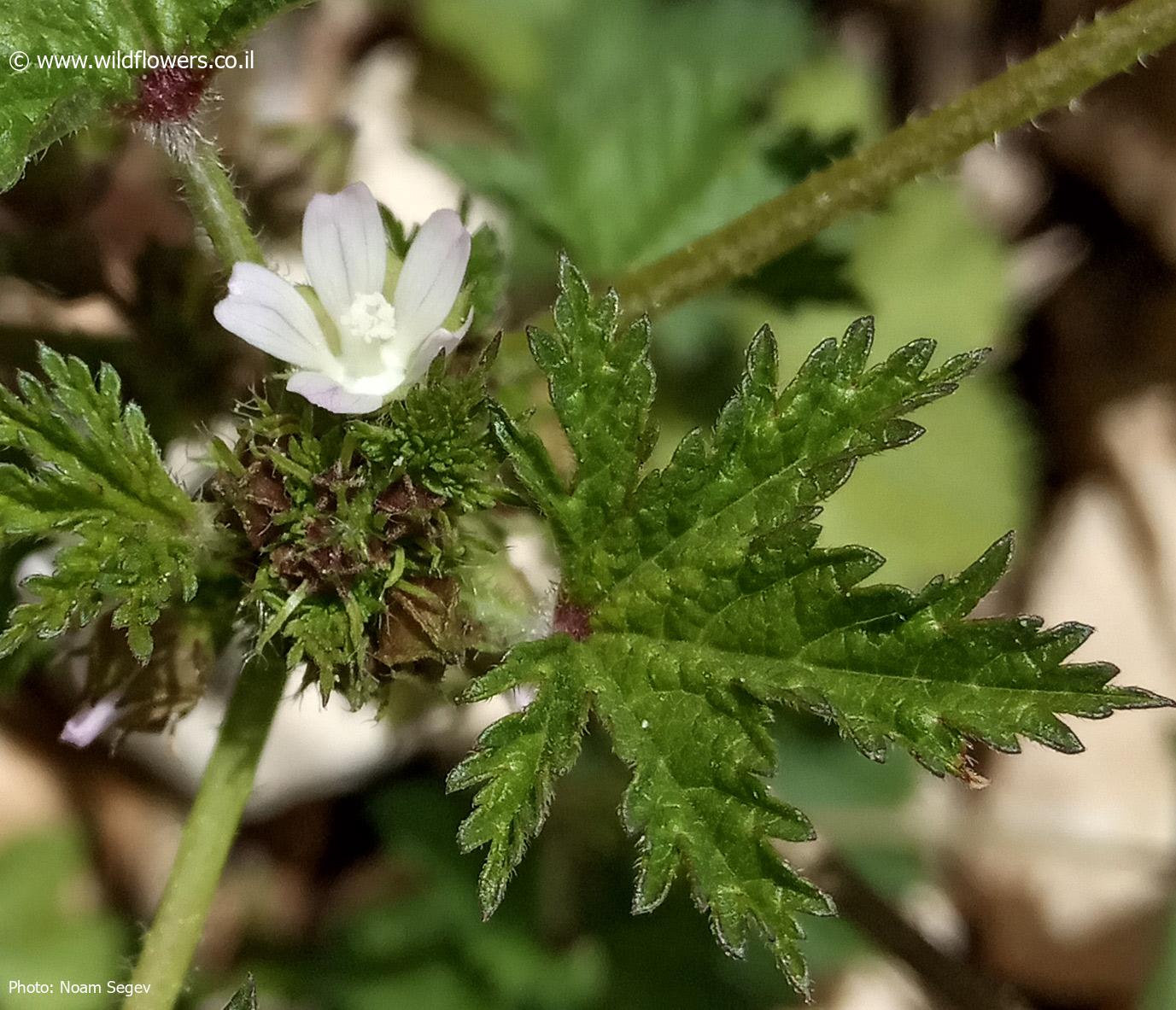 Malva oxyloba