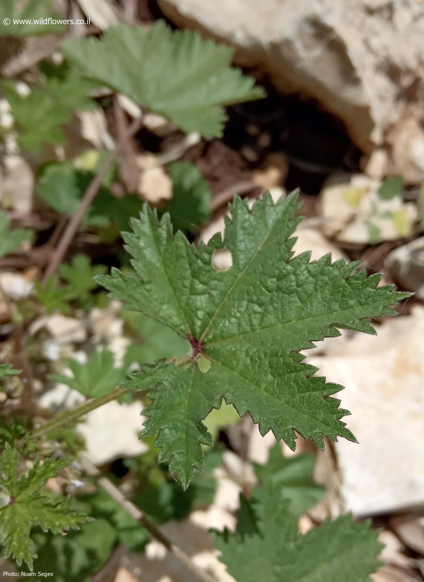 Malva oxyloba