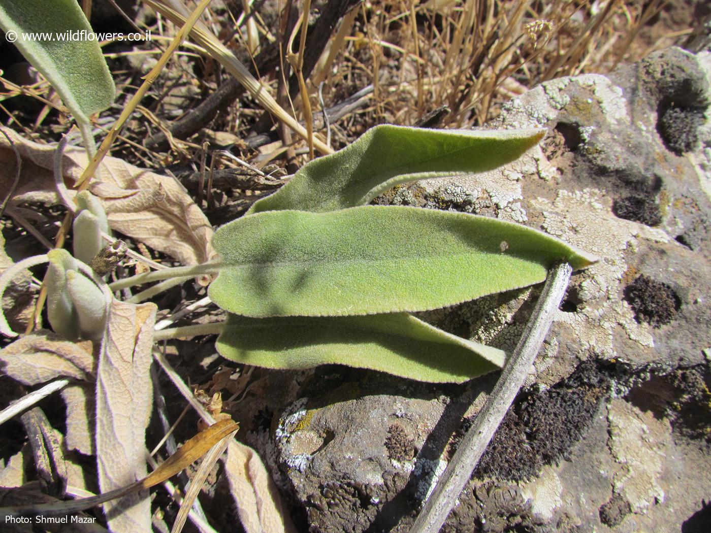 Phlomis  syriaca