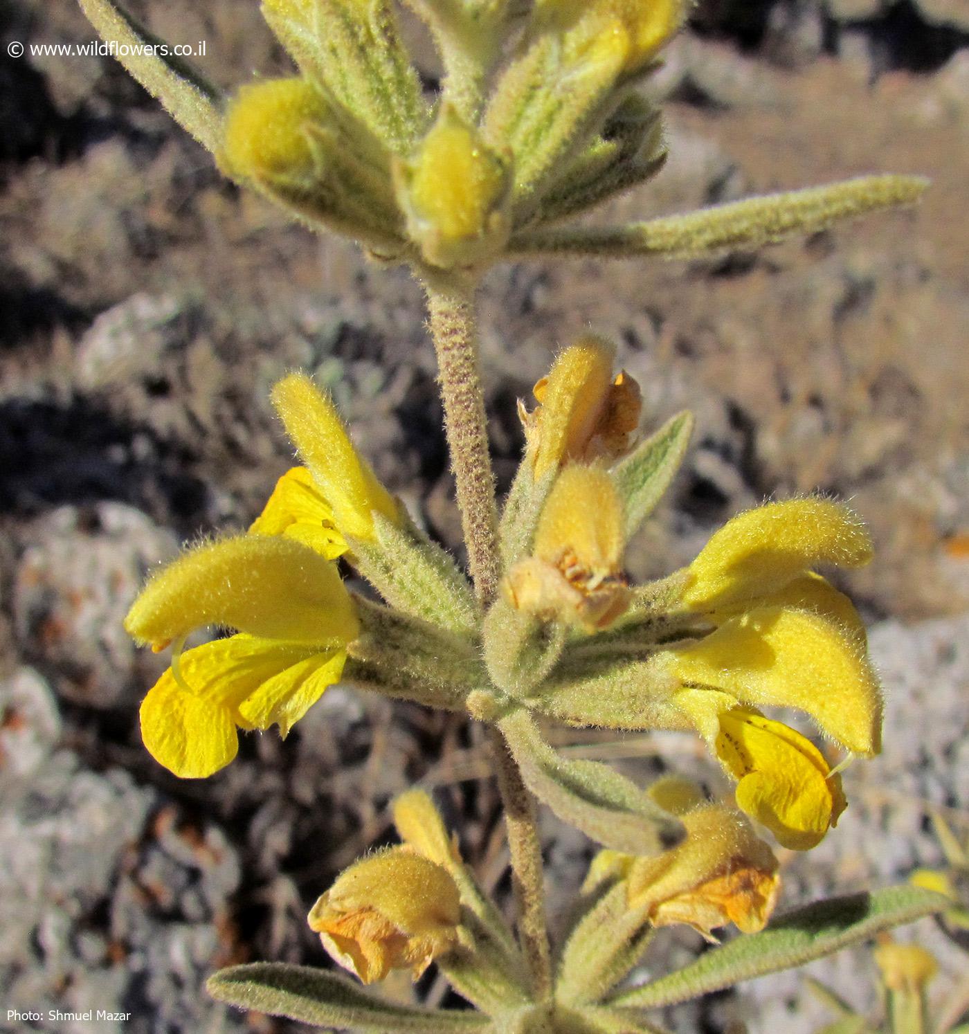 Phlomis  syriaca