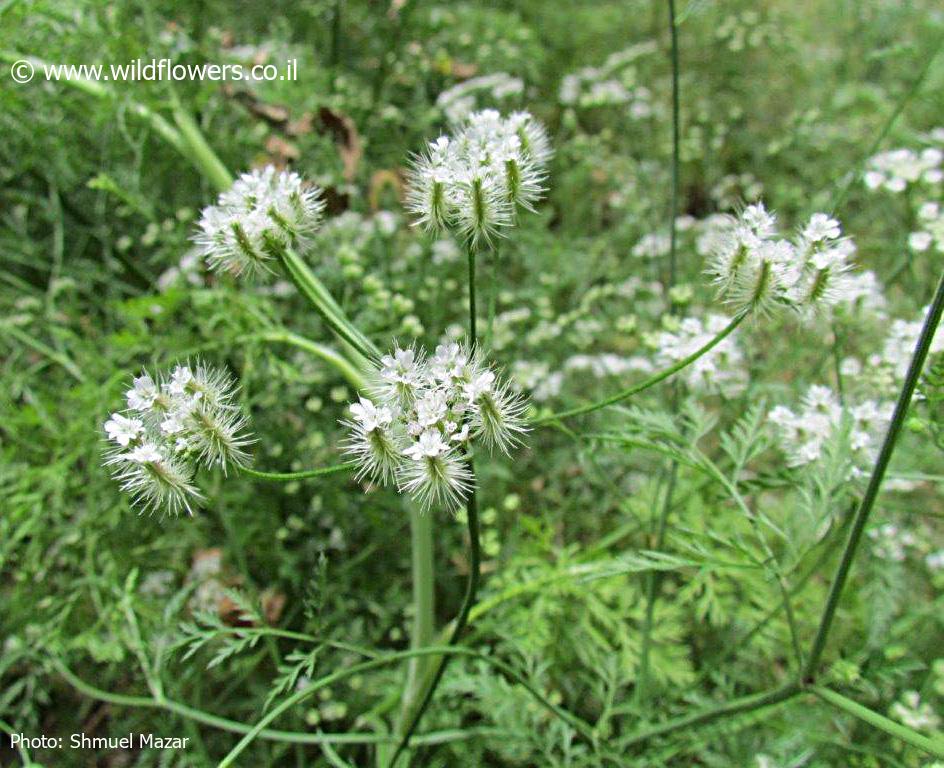 Torilis leptocarpa