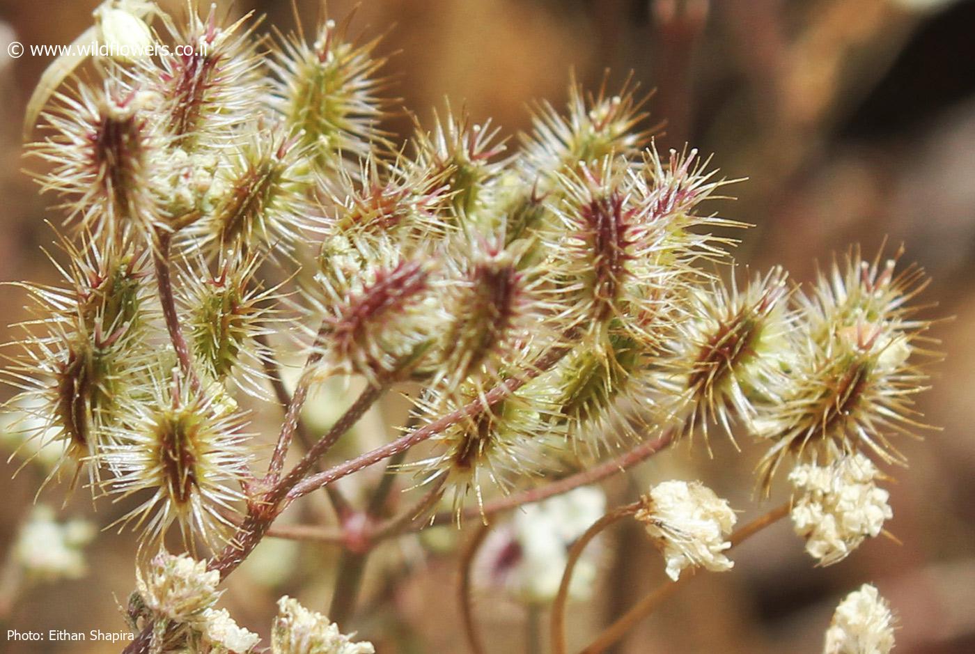 Torilis leptocarpa