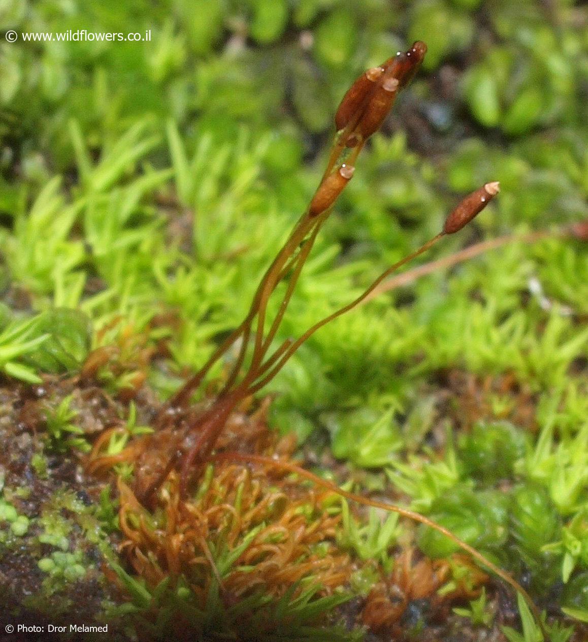 Leptobarbula berica