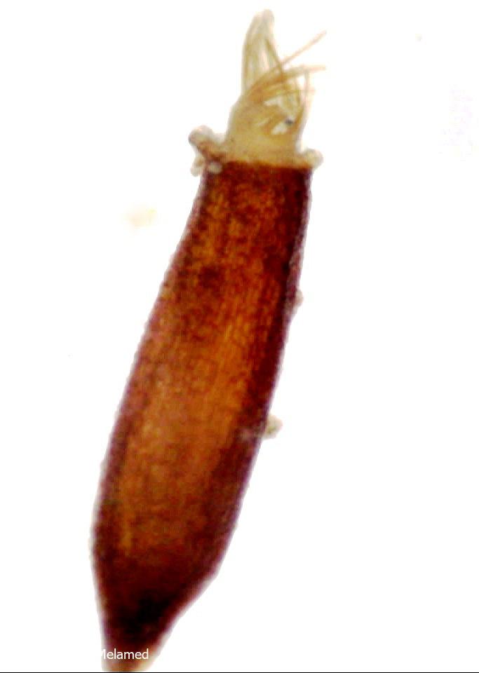 Leptobarbula berica