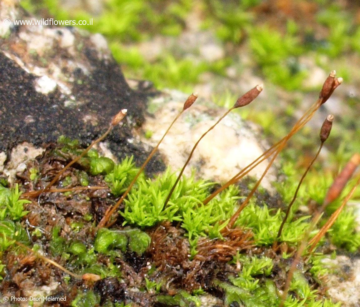 Leptobarbula berica