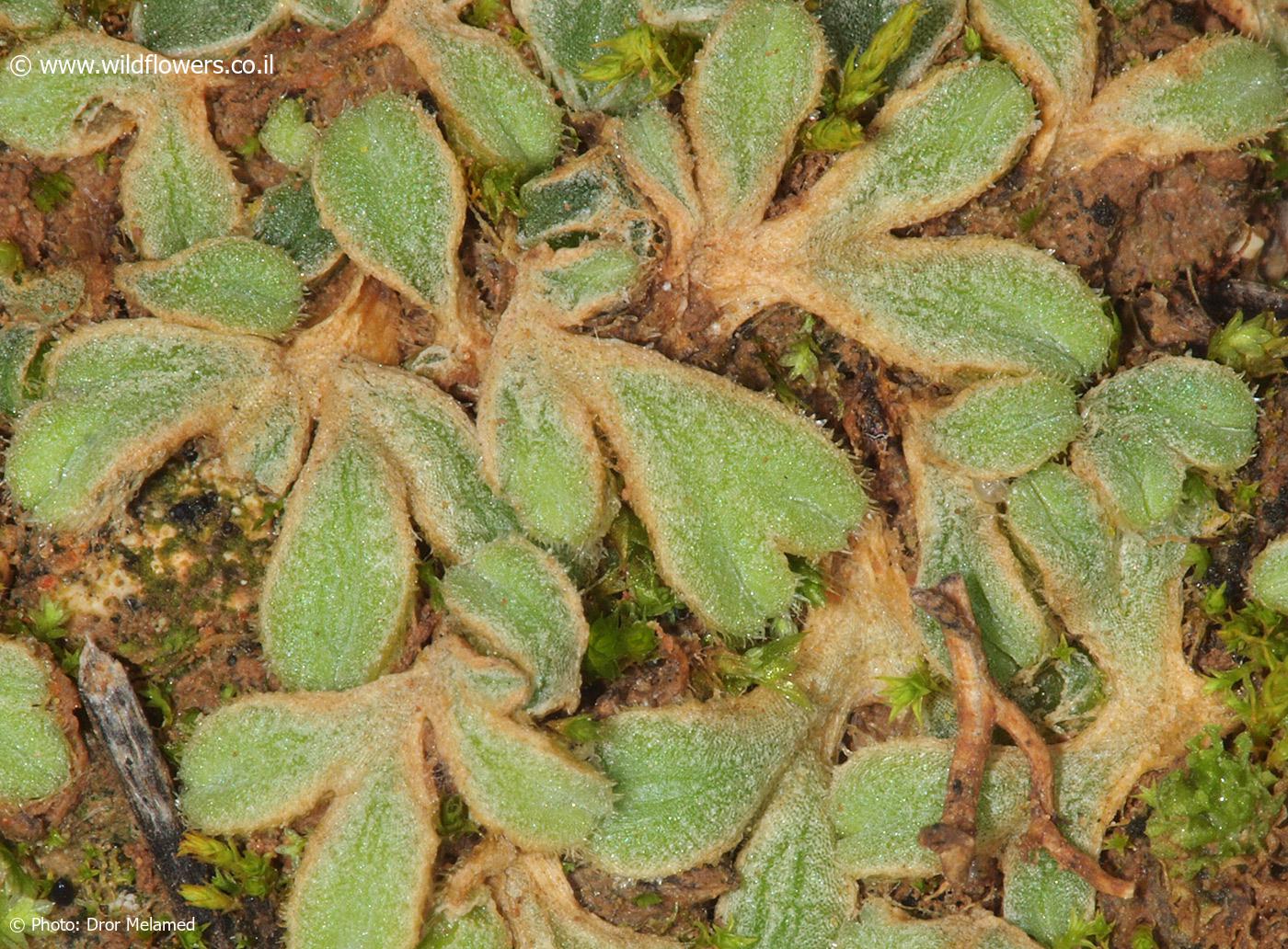 Riccia michelii