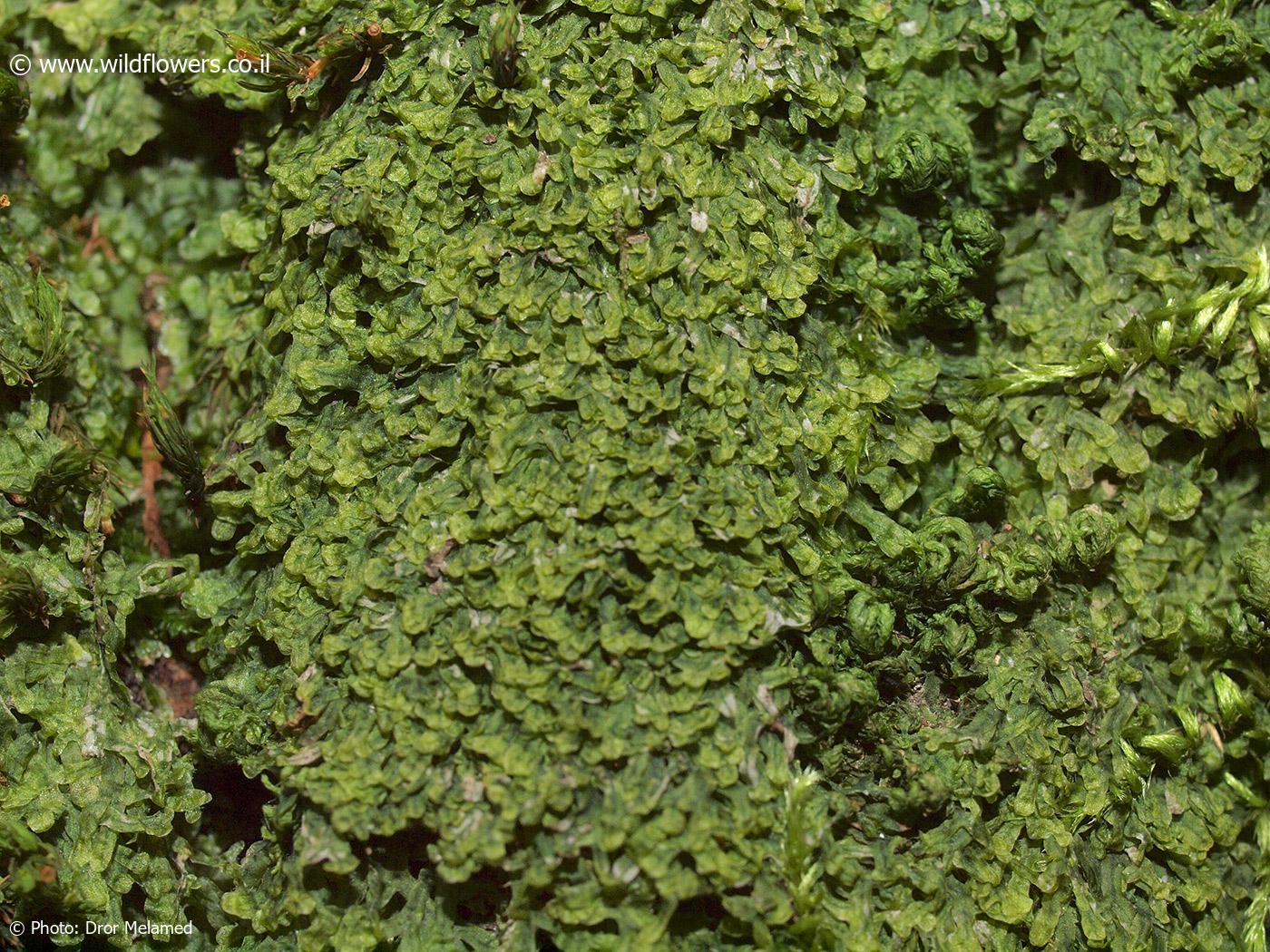 Metzgeria furcata