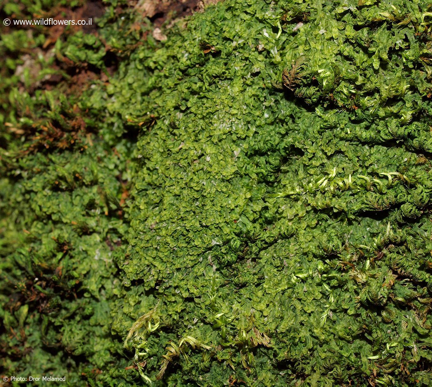 Metzgeria furcata