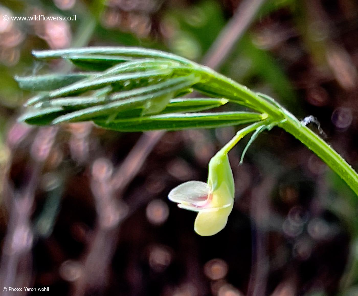 Lathyrus saxatilis