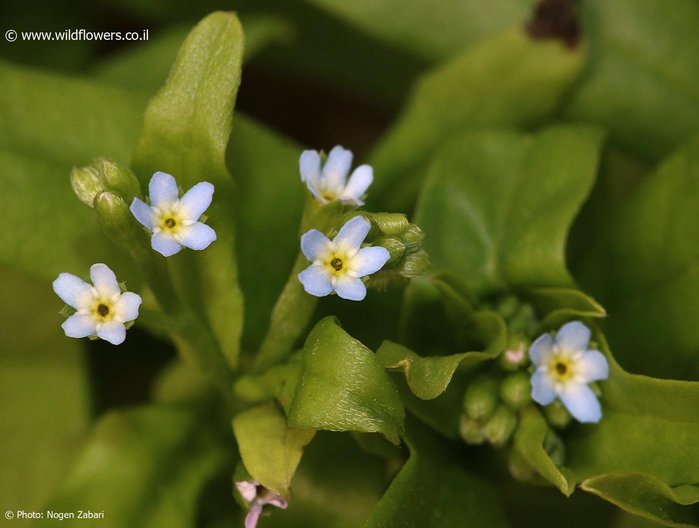 Myosotis laxa