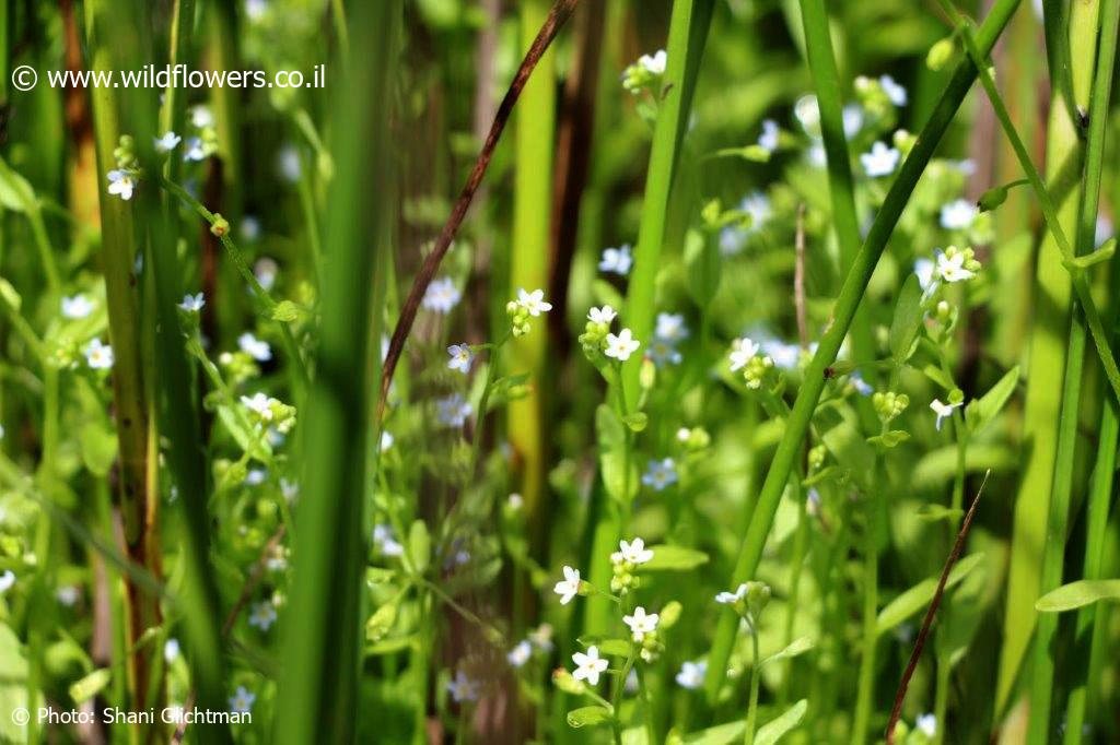 Myosotis laxa