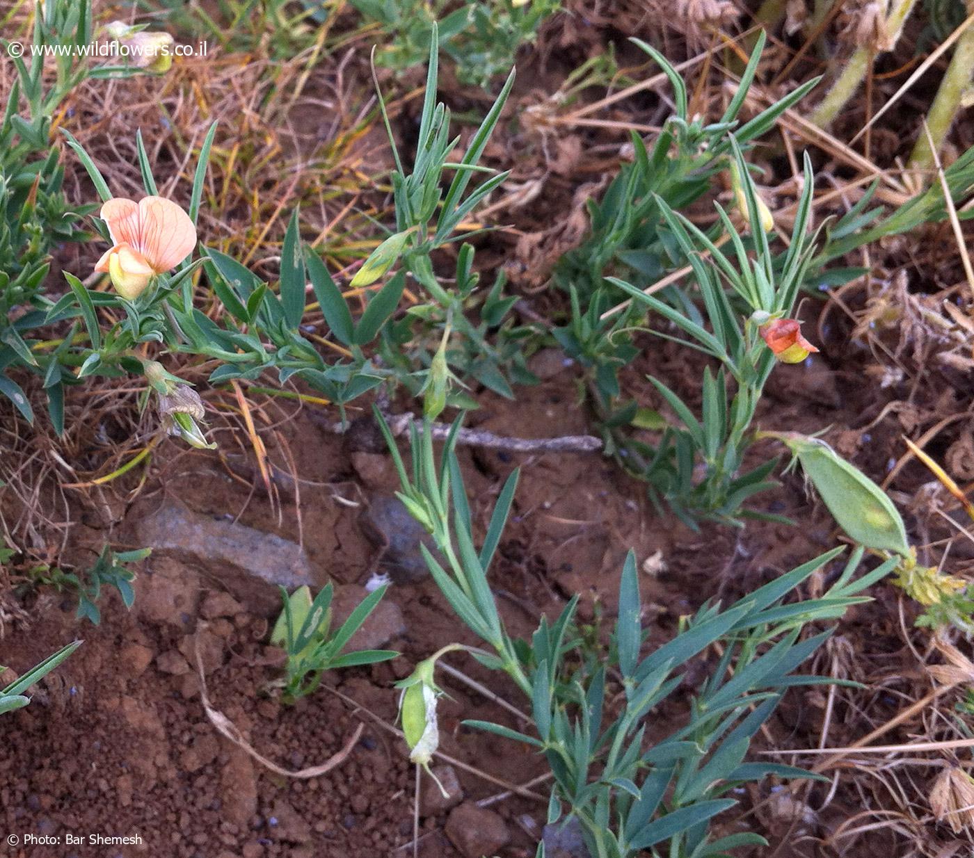 Lathyrus ciliolatus