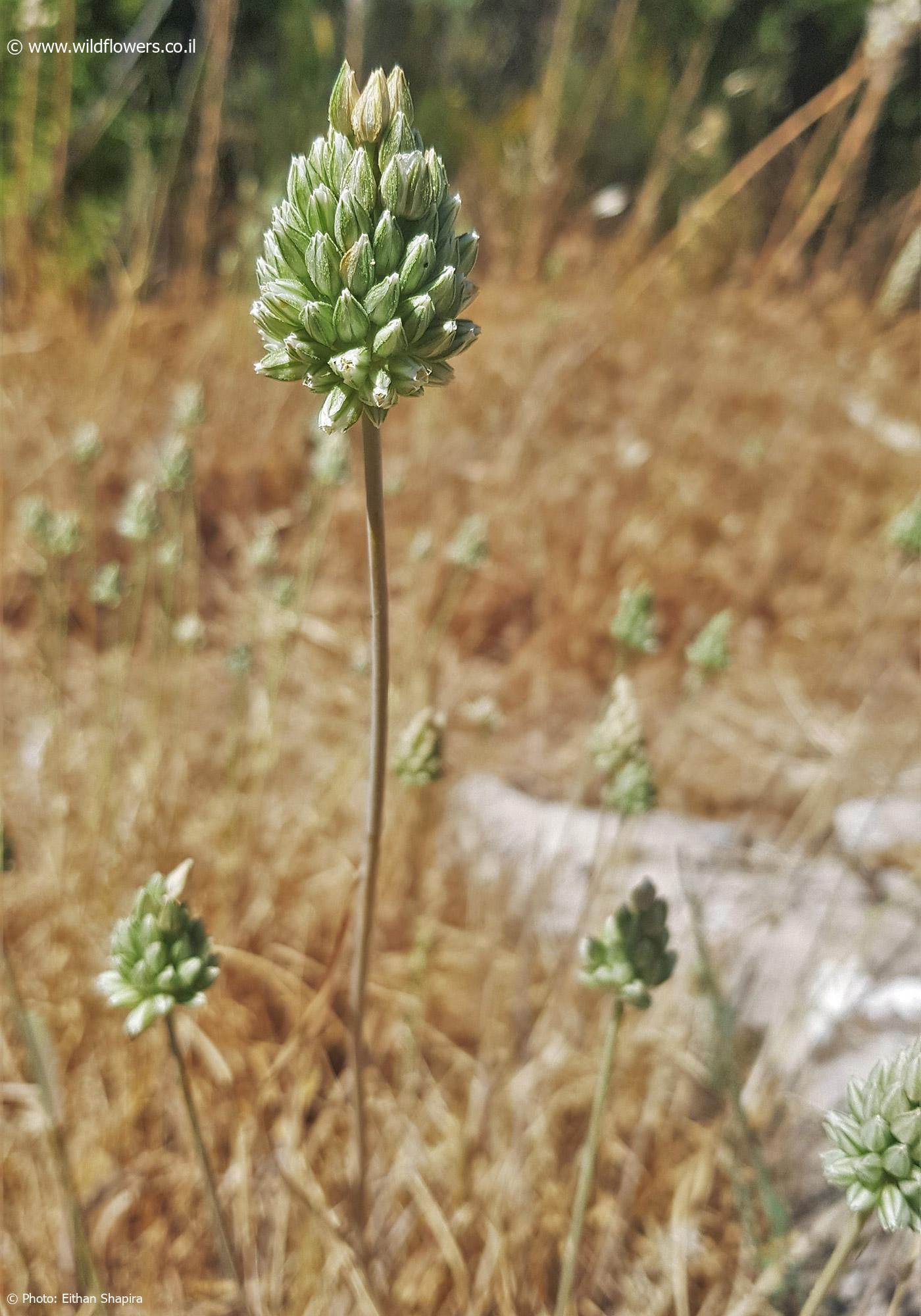 Allium judaeum