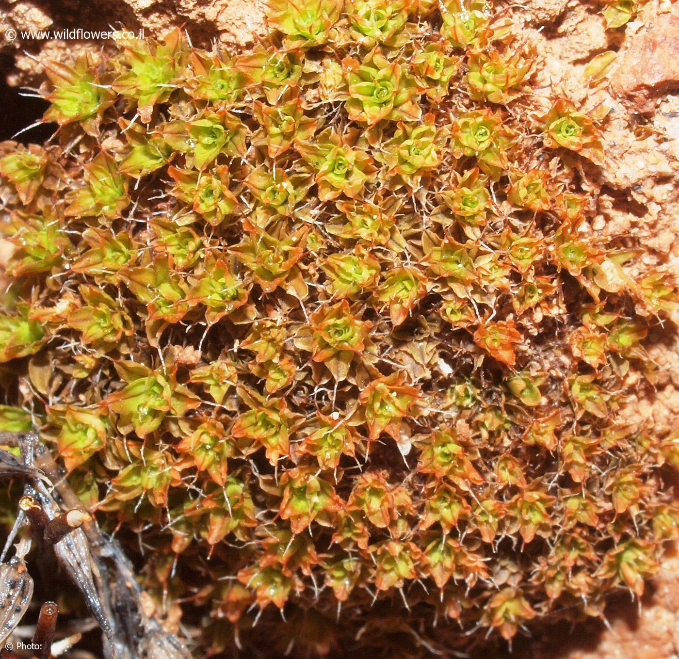 Syntrichia  ruralis