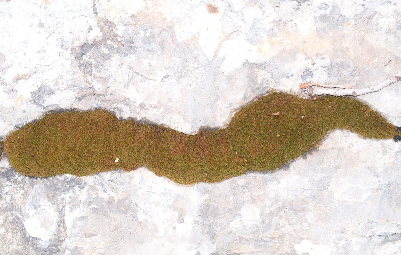 Syntrichia  ruralis