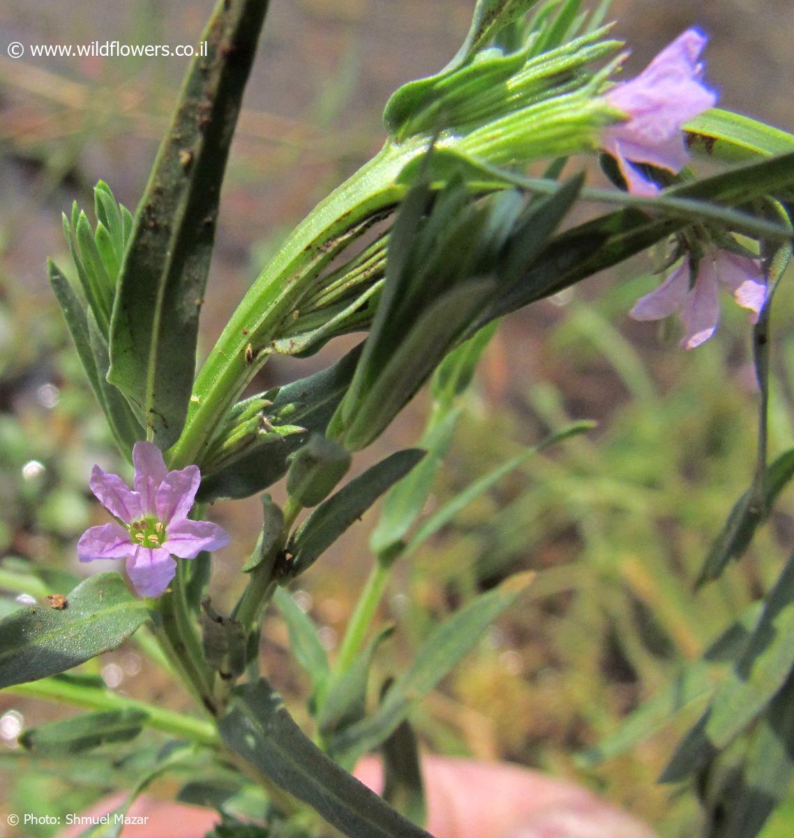 Lythrum  silenoides