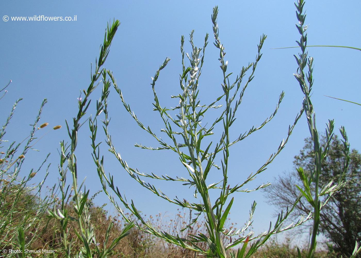 Lythrum  silenoides