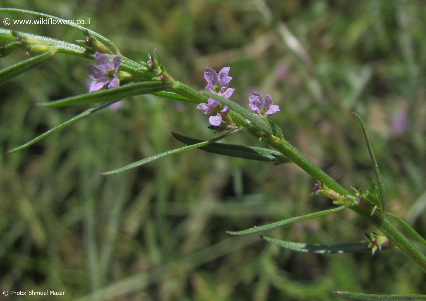 Lythrum  thesioides