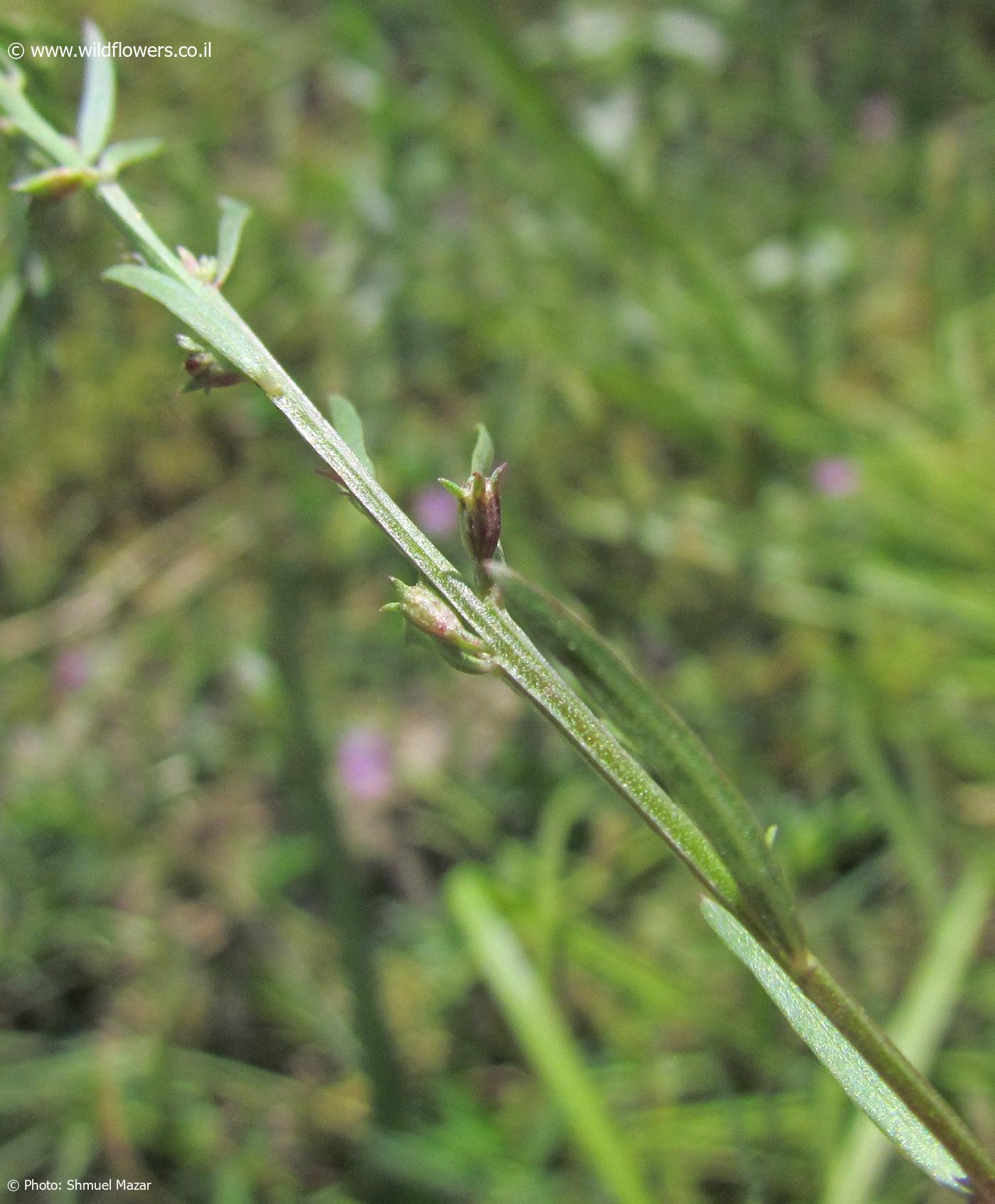 Lythrum  thesioides