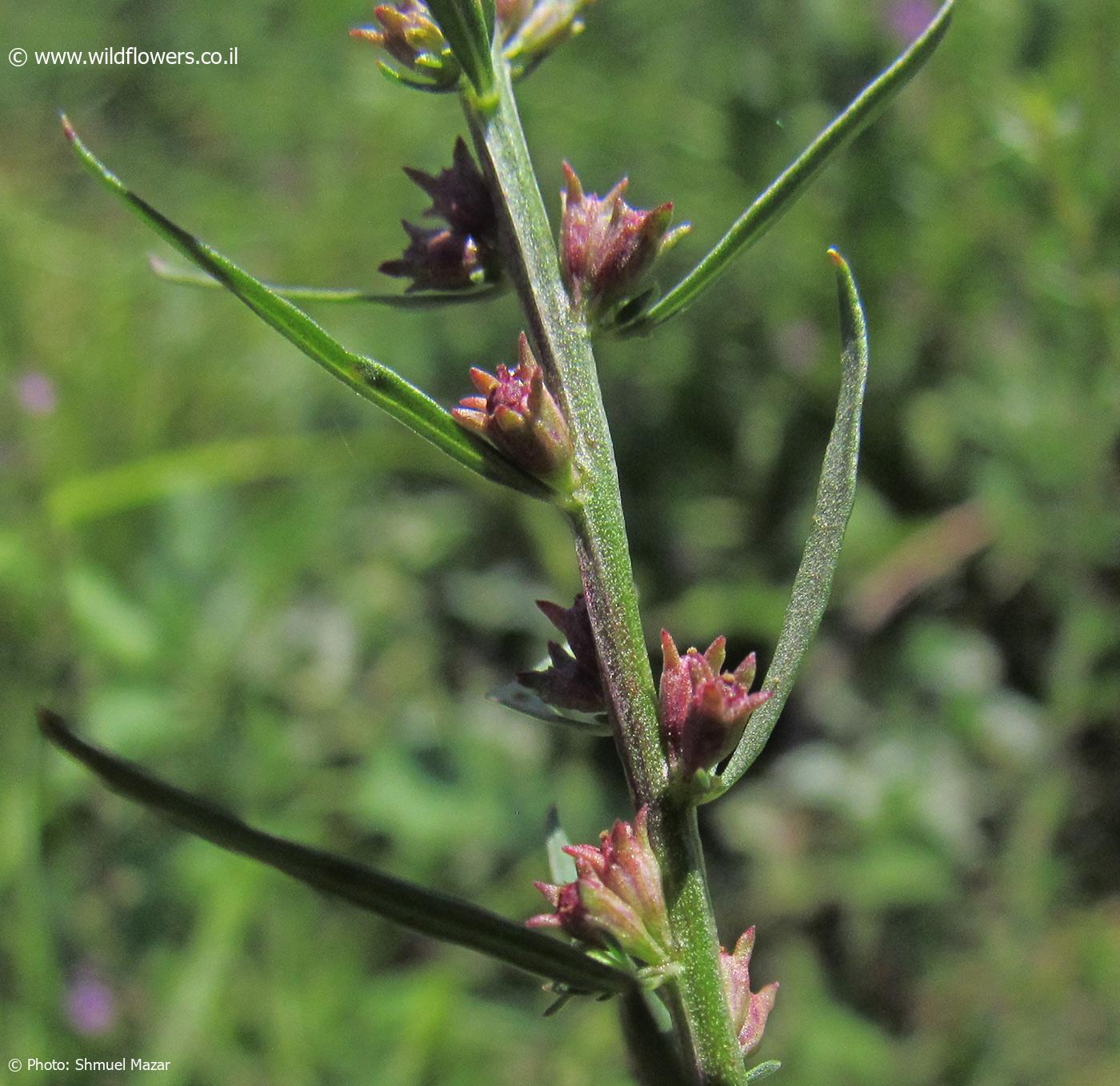 Lythrum  thesioides