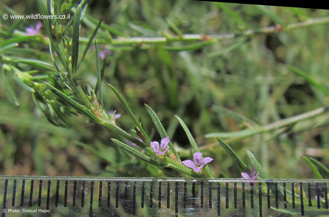 Lythrum  thesioides