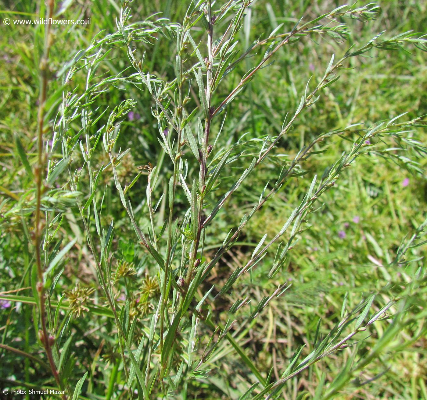 Lythrum  thesioides