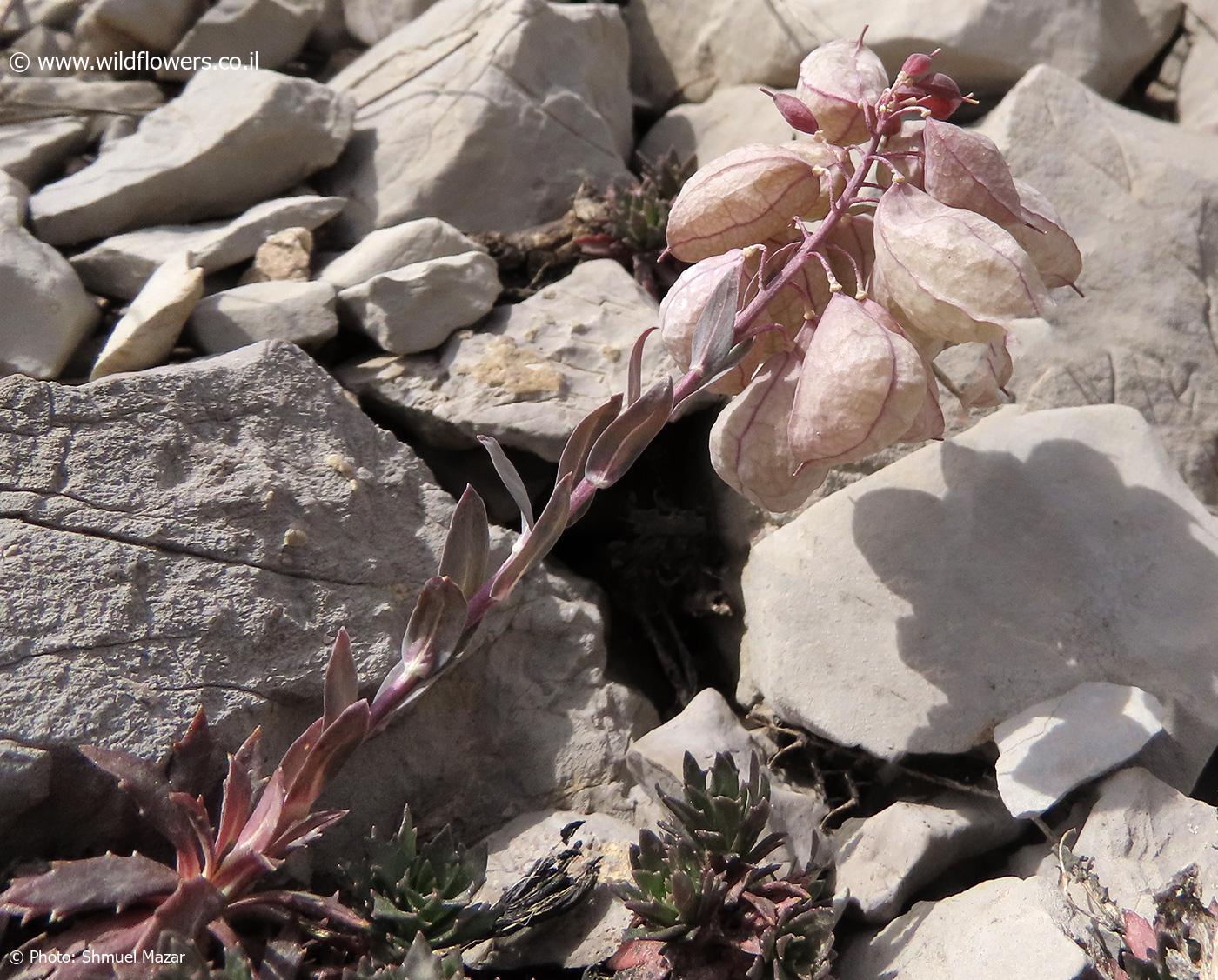 Coluteocarpus  vesicaria